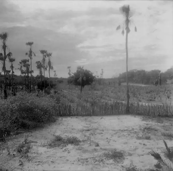 Foto 1: Plantação de algodão em Banabuiú (CE)