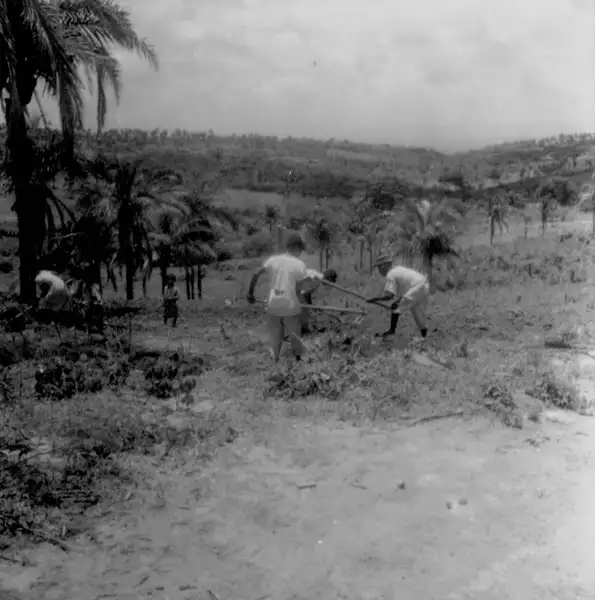 Foto 7: Plantações em Caririaçu (CE)