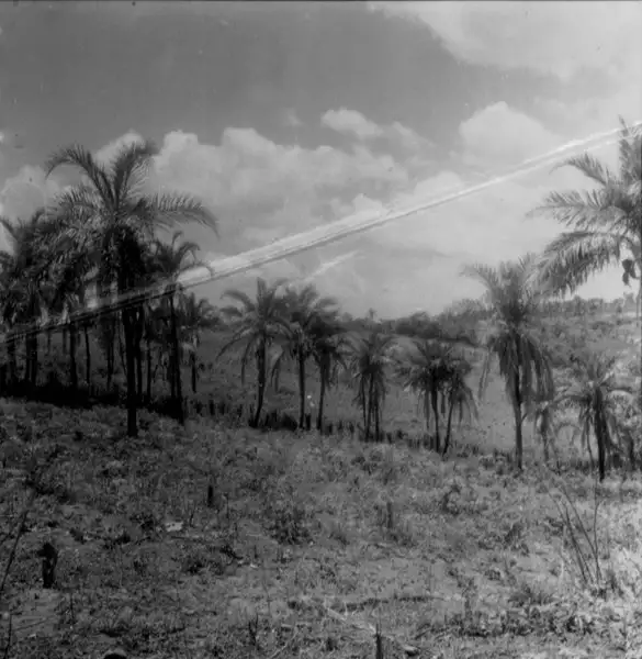 Foto 8: Palmeira da espécie catolé em Caririaçu (CE)