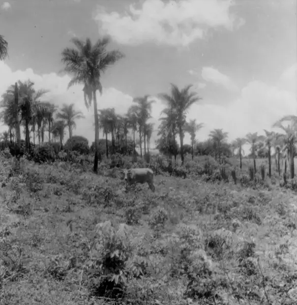 Foto 9: Palmeira da espécie catolé em Caririaçu (CE)