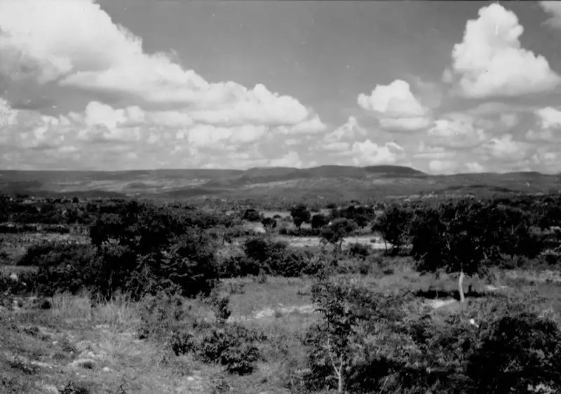 Foto 41: Vegetação em Caririaçu (CE)