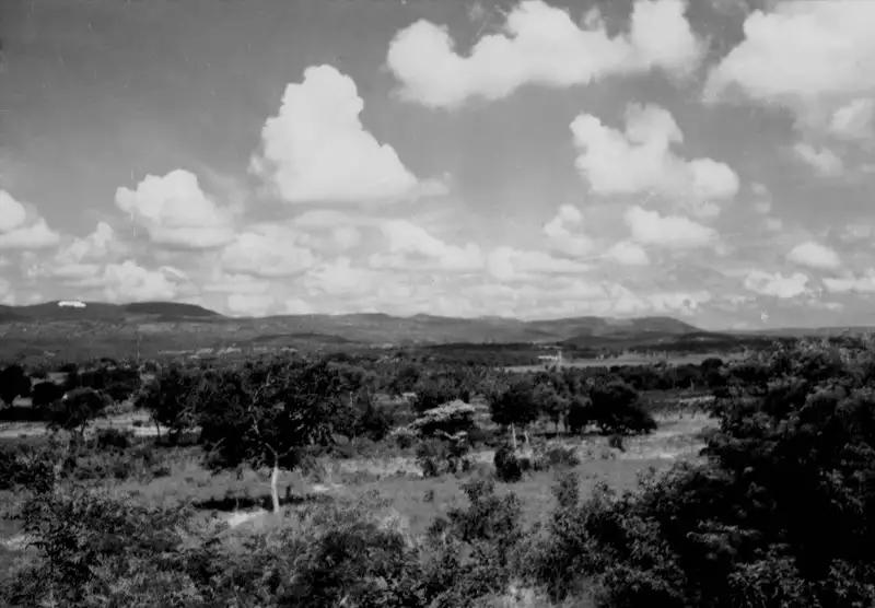 Foto 42: Vegetação em Caririaçu (CE)