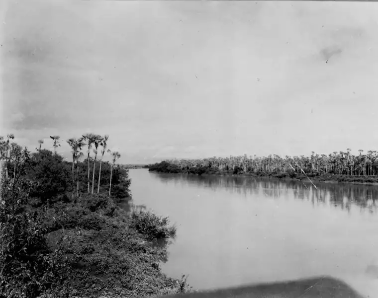 Foto 1: Carnaubal na margem do Rio Banabuiú em Limoeiro do Norte (CE)
