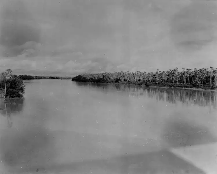 Foto 2: Carnaubal na margem do Rio Banabuiú em Limoeiro do Norte (CE)