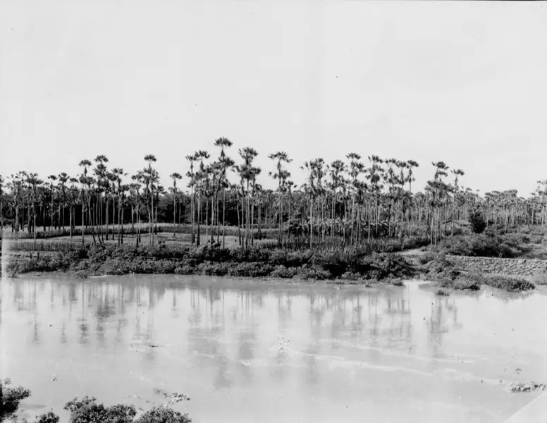 Foto 3: Carnaubal na margem do Riacho Seco em Limoeiro do Norte (CE)