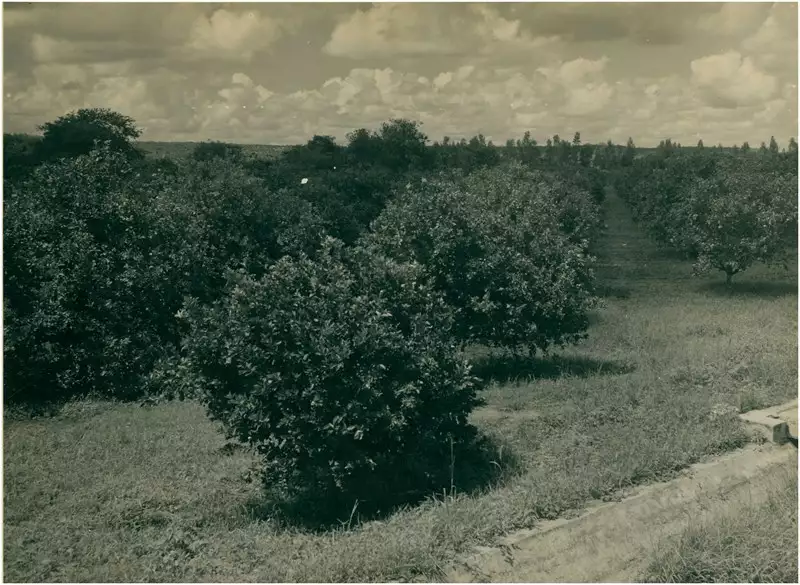 Foto 62: Plantação de laranja: Icó, CE