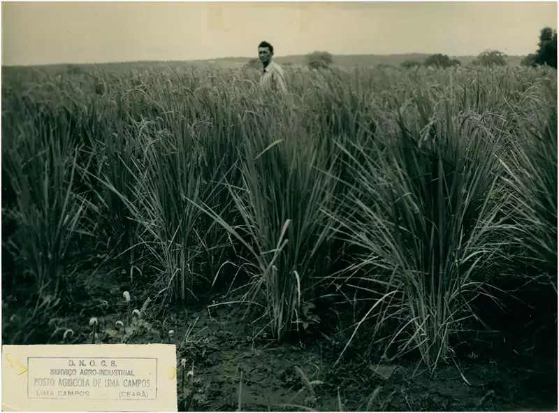 Foto 63: Plantação de arroz : Icó, CE