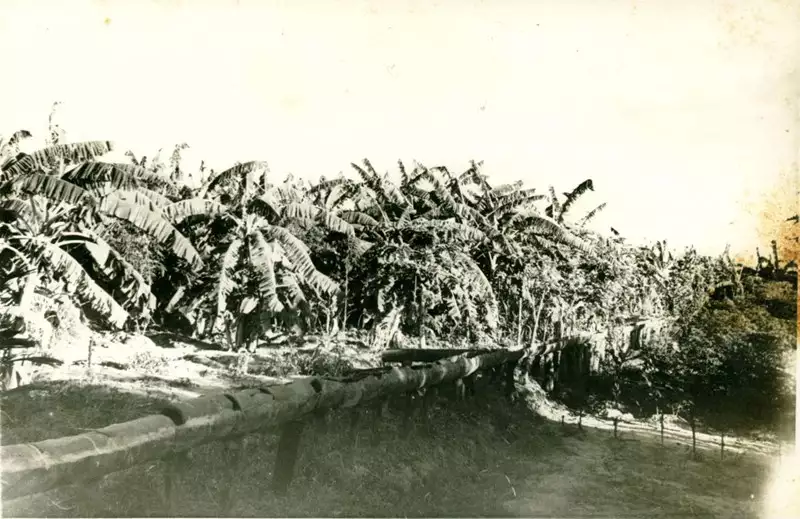 Foto 8: Plantação de banana : Limoeiro do Norte, CE