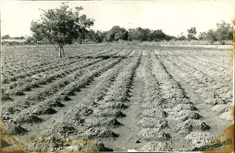Foto 21: Plantação de mandioca : Limoeiro do Norte, CE