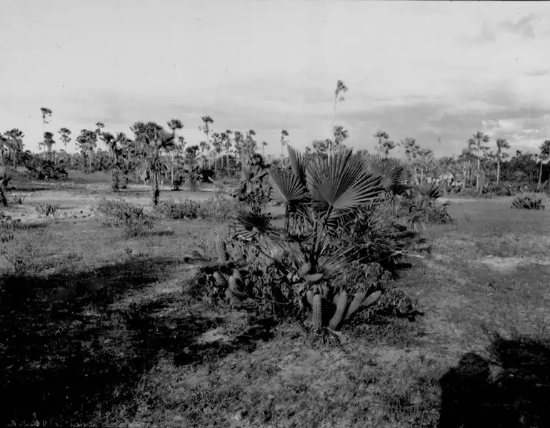 Foto 34: Carnaúba plantada junto com xique xique entre Russas e Jaguaruana (CE)