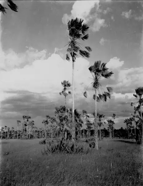 Foto 35: Carnaúba plantada junto com xique xique entre Russas e Jaguaruana (CE)