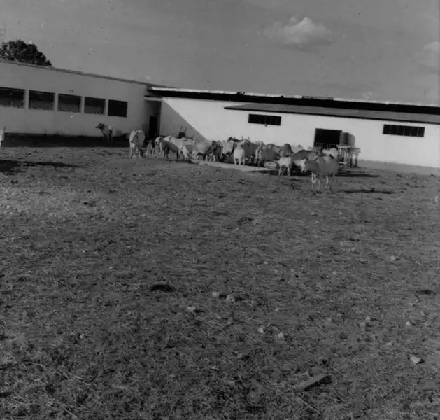 Foto 205: Gado de reprodução na fazenda do Torto : Brasília (DF)