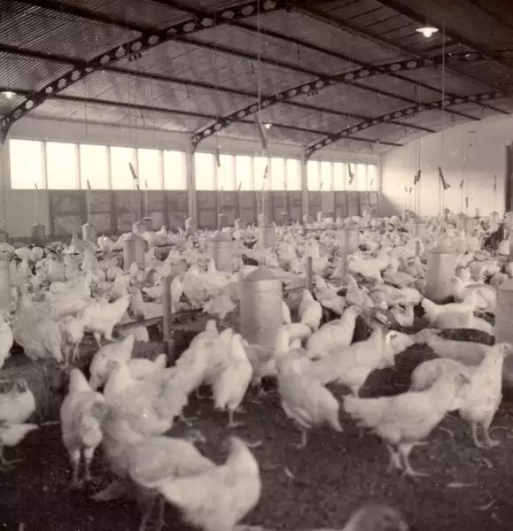 Foto 208: Criação de frangos para o corte, fazenda do Torto : Brasília (DF)