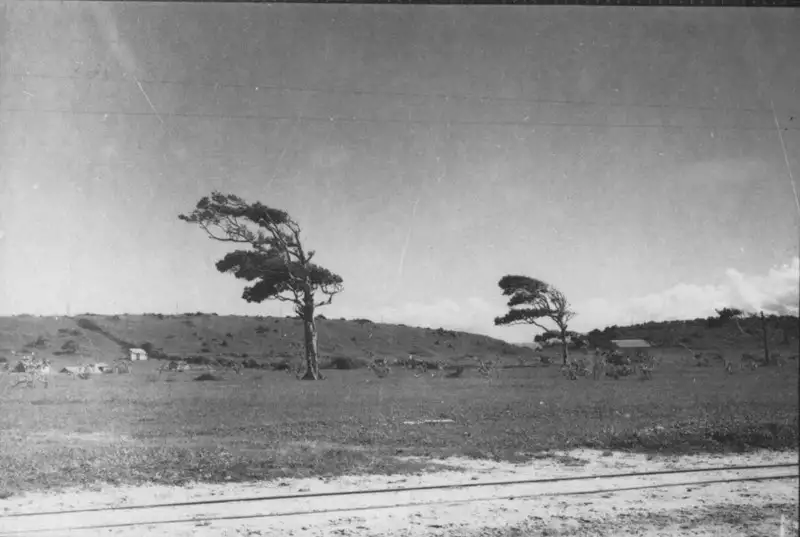 Foto 31: A influência do vento é intensa, note-se a inclinação das copas das árvores : município de Itapemirim