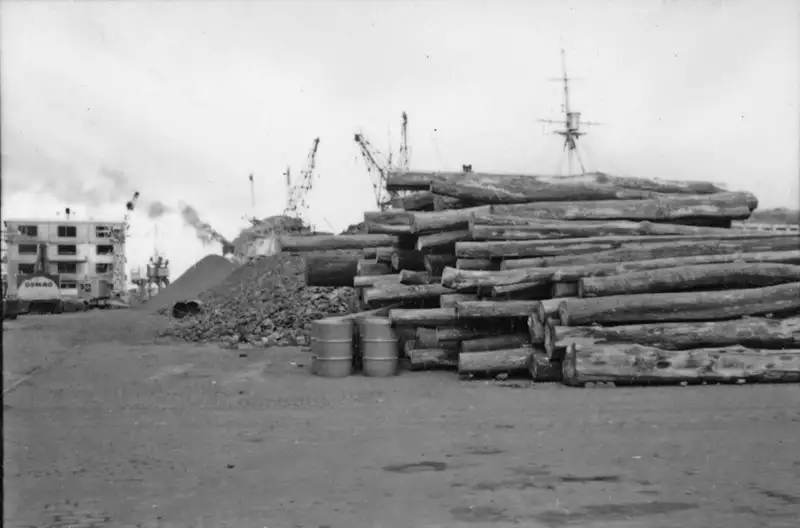 Foto 85: Toros empilhadas no porto de Vitória para exportação (ES)