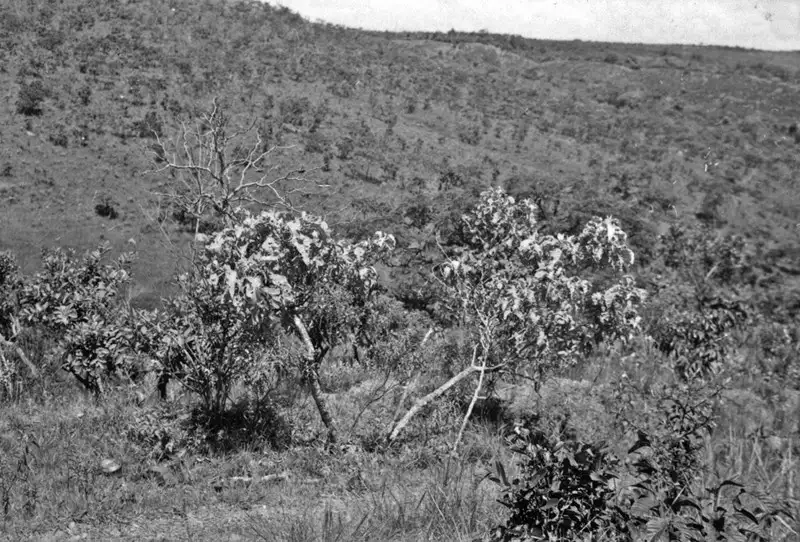 Foto 1: Árvore do cerrado : município de Anápolis : Goiás (GO)