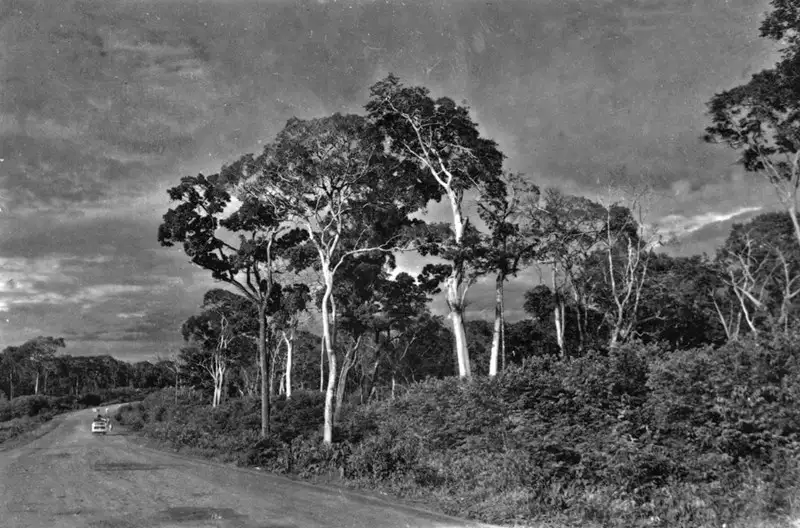 Foto 94: Aspecto da mata na beira da estrada entre Goiânia e Anápolis (GO)