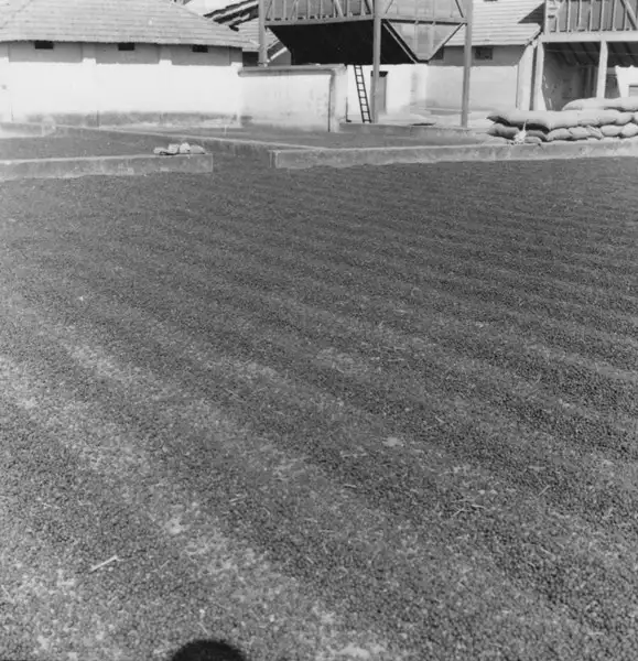Foto 112: Terreiro para secagem de café e arroz : Anápolis (GO)