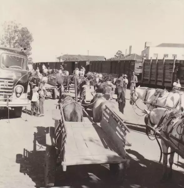 Foto 122: Carroças na estrada Anápolis esperando transporte (GO)
