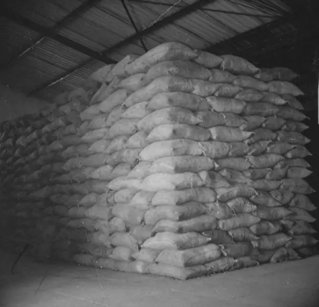 Foto 129: Sacagem de amendoim e babaçu para extração do óleo industrial : Anápolis (GO)
