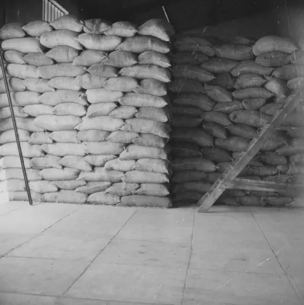 Foto 130: Sacagem de amendoim e babaçu para extração do óleo industrial : Anápolis (GO)