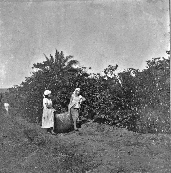 Foto 17: Colônia agrícola de Ceres : mulheres na colheita do café (GO)