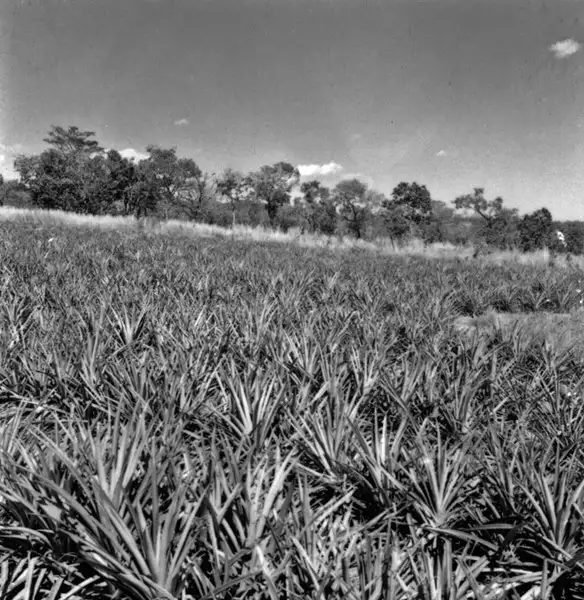 Foto 1: Plantação de abacaxi perto de Goiânia : Goiás (GO)