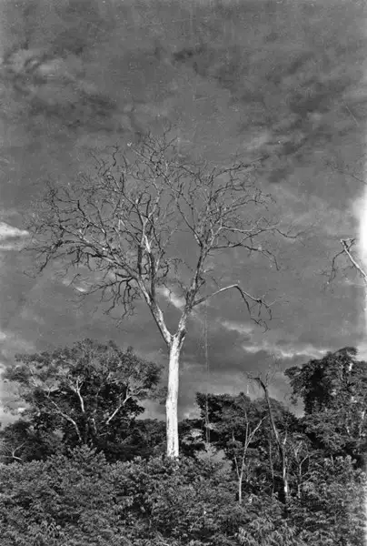 Foto 2: Árvore mandiocão : Goiânia (GO)