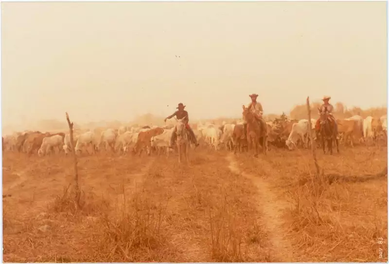 Foto 6: Criação de gado : Mundo Novo, GO