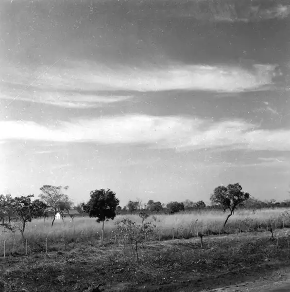 Foto 9: Savana artificial de Jaraguá, com árvores do cerrado na Belém-Brasília, 40km ao norte da entrada de Porangatu (GO)