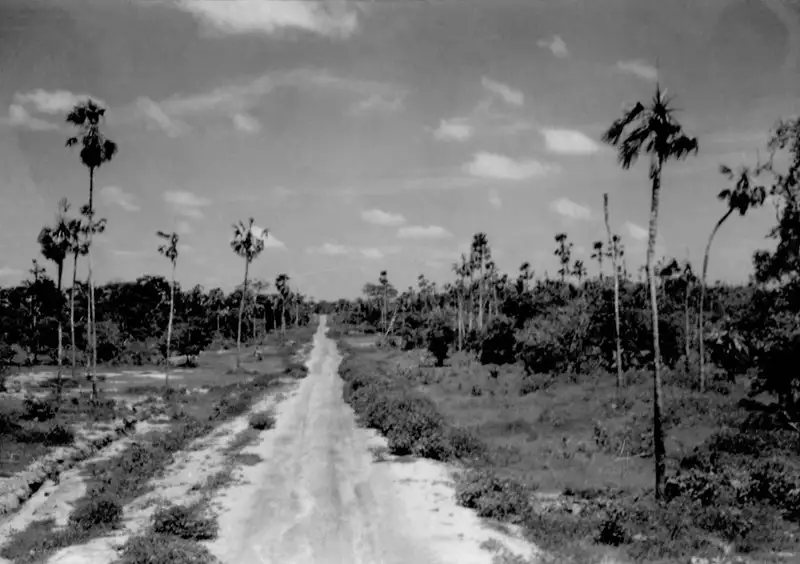 Foto 23: Vegetação na margem da estrada que liga Caxias a Codó (MA)