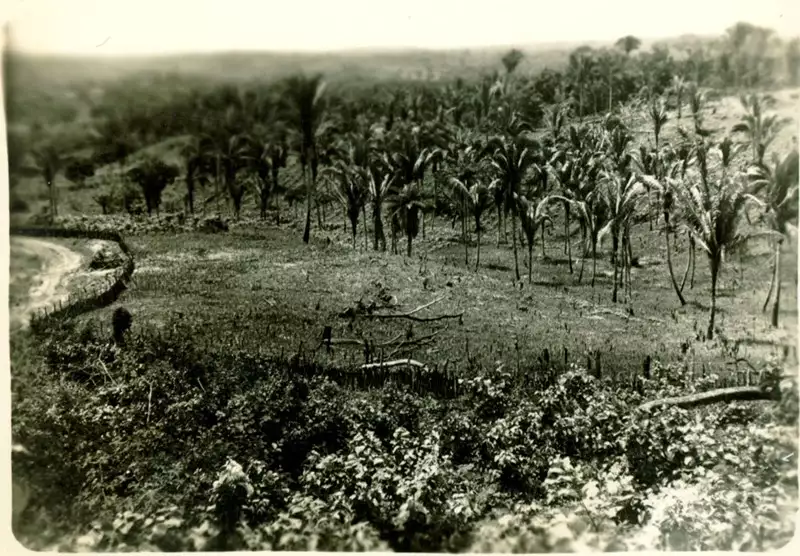 Foto 4: Plantação de milho e arroz : Colinas, MA