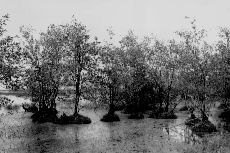 Foto 136: Vegetação no mangue : município de São Luís