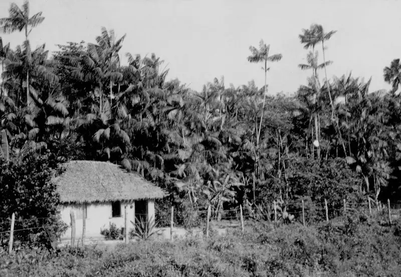 Foto 137: Plantação de açaí : município de São Luís