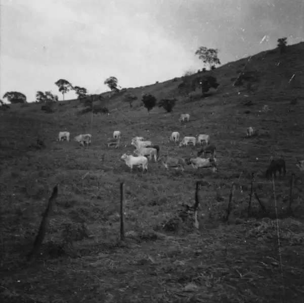 Foto 1: Criação de gado no caminho para Astolfo Dutra (MG)