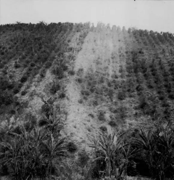 Foto 15: Plantação de café : Município de Bicas
