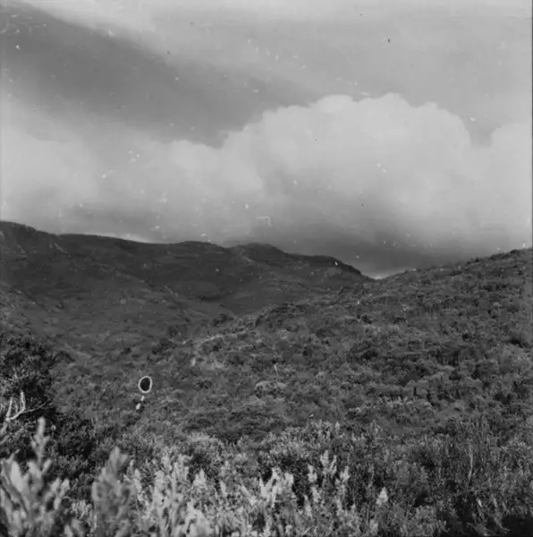 Foto 5: Vegetação no Pico do Caparaó (MG)