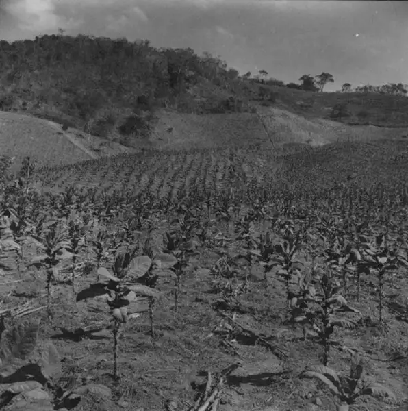 Foto 33: Aspecto de uma plantação de fumo (MG)