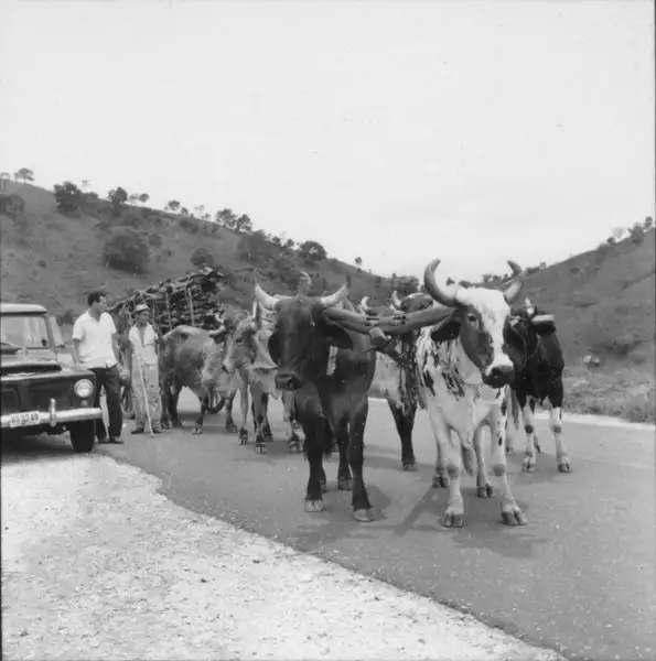 Foto 1: Carregamento de lenha em carro de boi na estrada em Itaúna (MG)