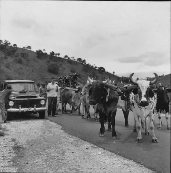 Foto 12: Carregamento de lenha em carro de boi na estrada em Itaúna (MG)