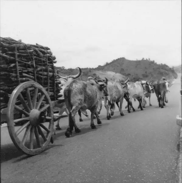Foto 14: Carregamento de lenha em carro de boi na estrada em Itaúna (MG)