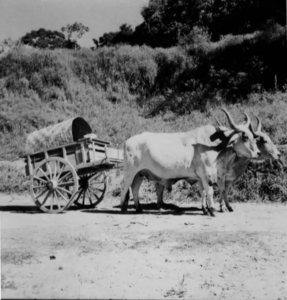 Foto 14: Carro de boi para carregamento de leite (MG)