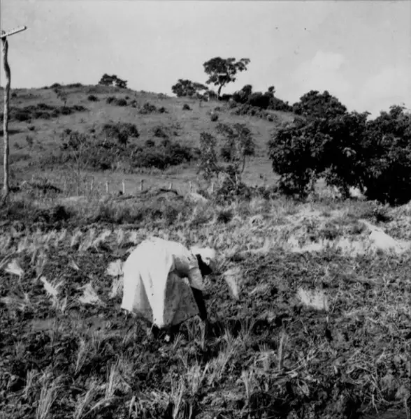 Foto 33: Plantação de arroz na estrada de Abaíba para Recreio : Município de Recreio