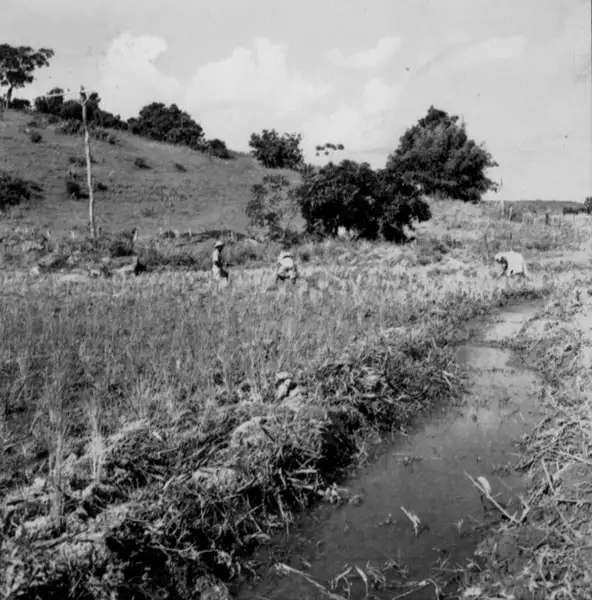 Foto 35: Plantação de arroz na estrada de Abaíba para Recreio