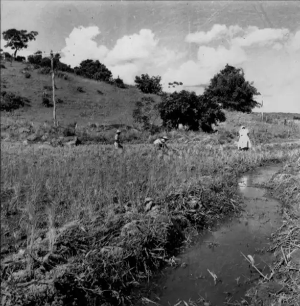 Foto 36: Plantação de arroz na estrada de Abaíba para Recreio (MG)