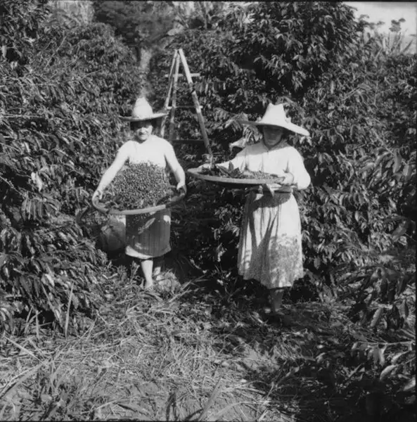 Foto 9: Mulheres peneirando café em Fazenda Mata (MG)