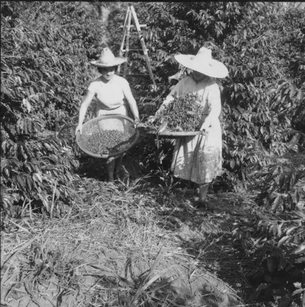 Foto 10: Mulheres peneirando café em Fazenda Mata (MG)