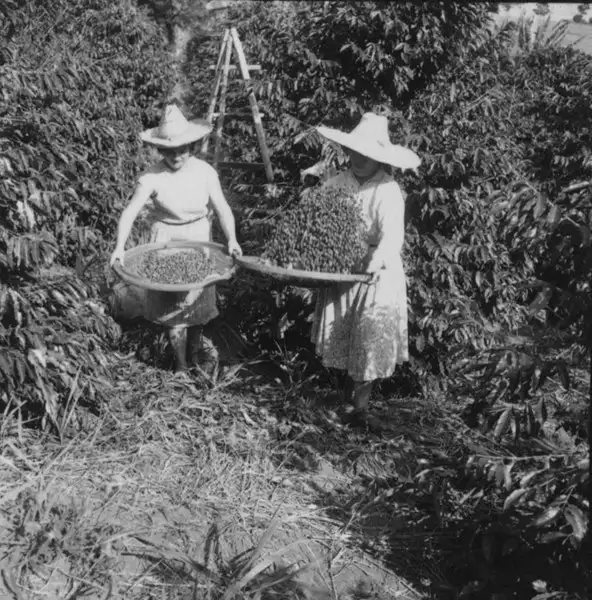 Foto 11: Mulheres peneirando café em Fazenda Mata (MG)