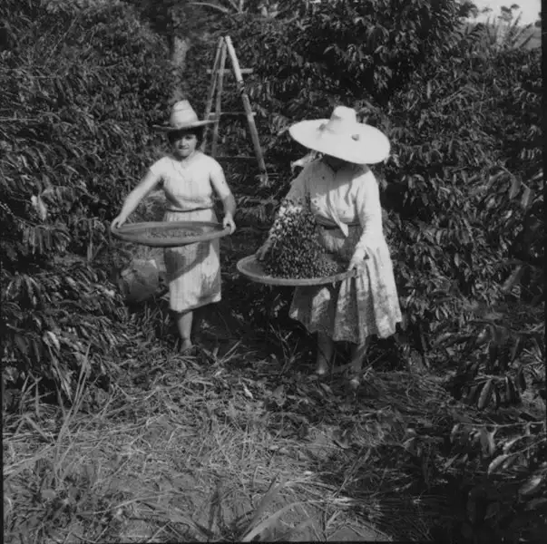 Foto 13: Mulheres peneirando café em Fazenda Mata (MG)