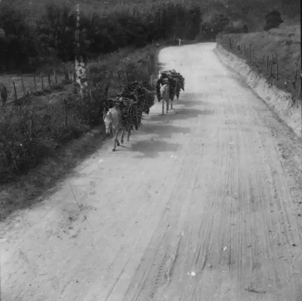 Foto 5: Burro carregando lenha na estrada em Passo Quatro (MG)